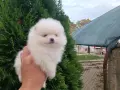 Померан/Померани , снимка 6