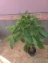 Пахира дървото на късмета, снимка 4