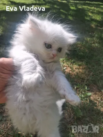 Персийски котенца продавам