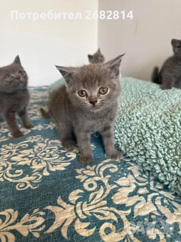 Британски котенца, снимка 9 - Британска късокосместа - 56593849