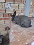 Мъжки заек за разплод, снимка 3