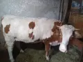 продава женско теле, снимка 1