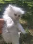 Персийски котенца продавам, снимка 1
