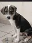 малко кученце на 4 месяца, снимка 1