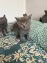 Британски котенца, снимка 9