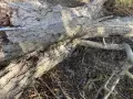 изсъхнал 60 годишен орех, снимка 4
