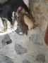      Чисто кръвни пинчери , снимка 3