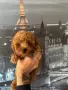 Пуделчета,тийкъп пуделчета!!!, снимка 2