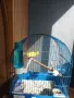 Канарче с клетка. , снимка 2