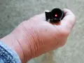 Бързомерец червена точка, снимка 1
