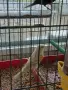 Млади канарчета !, снимка 7