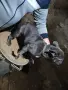 мъжки френски булдог , снимка 2