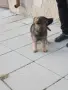 Две момичета немски овчарки!, снимка 9