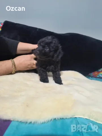 МалТипу ♥️🐶🐶🐶🐶🐶, снимка 4 - Пудели - 56741548
