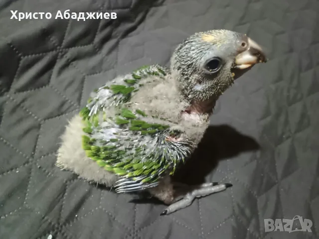 амазона синючела , снимка 4 - Папагали - 56727179