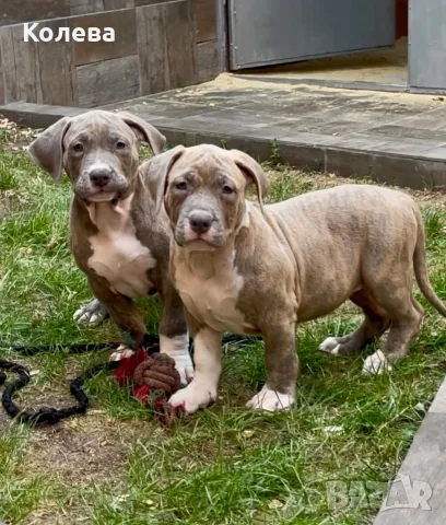 ТОП Американско були ХЛ/ American bully XL