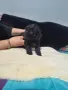 МалТипу ♥️🐶🐶🐶🐶🐶, снимка 4