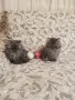 Персийски котенца , снимка 6