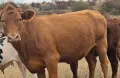 Продавам месо коли се пред клиентаобл.Шумен, снимка 1