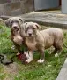 ТОП Американско були ХЛ/ American bully XL, снимка 1