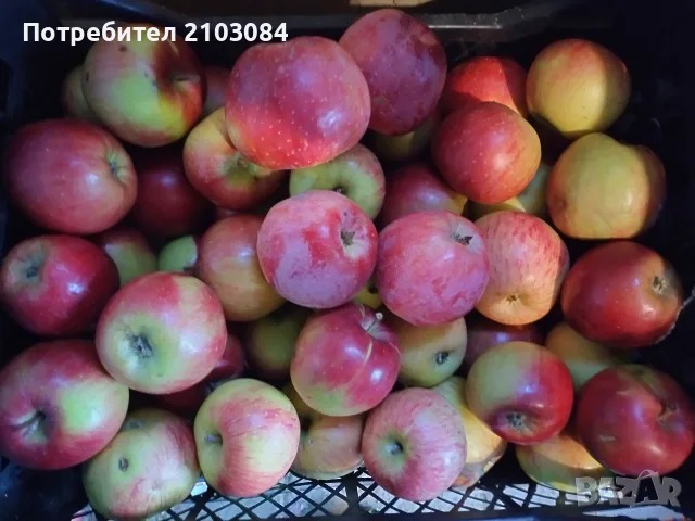 Ябълки и попски круши , снимка 3 - Домашни продукти - 56651030