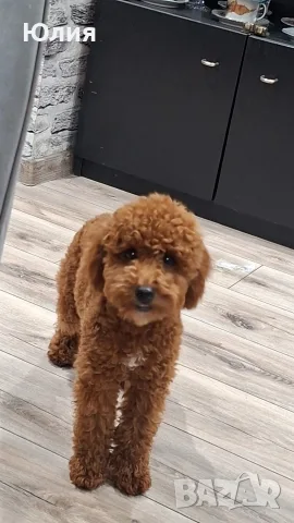 Продавам мини пудел