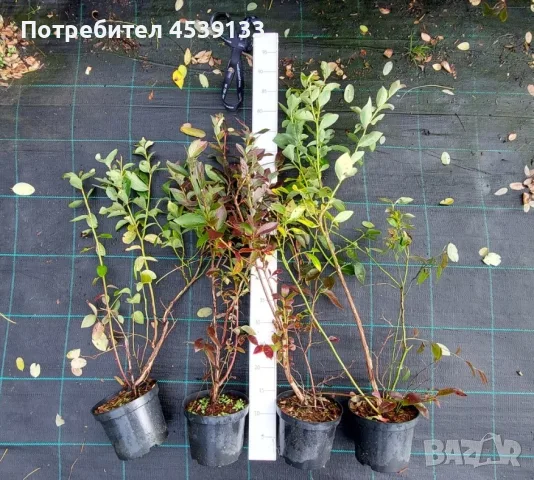 Чандлър боровинки 3 годишни