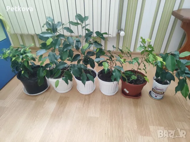 Бенджамини класически