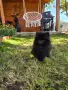Померанчета момиченца и момченца!, снимка 1