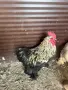 Продавам петлета мини Кохин 6 месечни, снимка 4