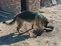 Продавам немска овчарка , снимка 2