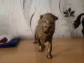Голям лъв от бронз, снимка 1