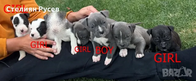 американско були ХЛ и стафордшир + стафордширски териер  american bully xl   здравейте имаме бебета 