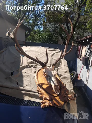 трофей благороден Елен 