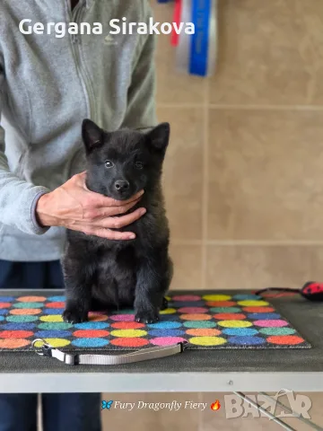 Шиперке / Schipperke, снимка 6 - Други - 55357854
