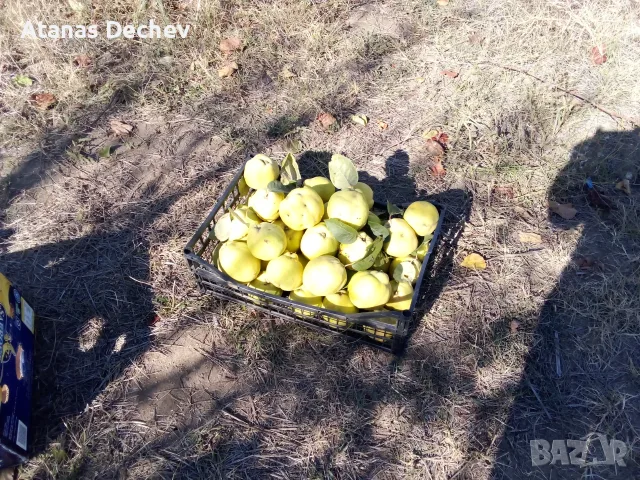 Продавам дюли сорт ябълковидна, снимка 2 - Домашни продукти - 56616865