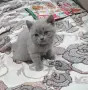 Мъжко британско коте , снимка 3
