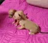 Продавам малки кученца., снимка 6