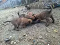 Белгийска овчарка, снимка 15