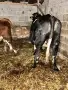 Продавам 3 Мъжки Телета, снимка 3