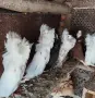 Гълъби бухари и якалий , снимка 3