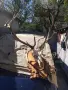 трофей благороден Елен , снимка 1