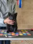 Шиперке / Schipperke, снимка 6