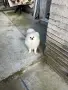 Кученца померани, снимка 7