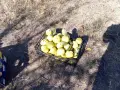Продавам дюли сорт ябълковидна, снимка 2