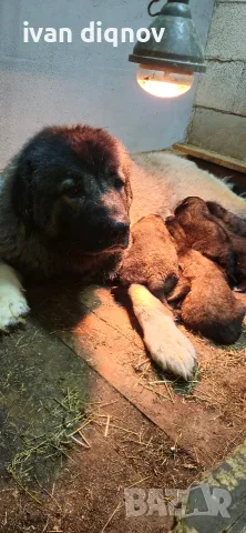 Кавказка Овчарка 