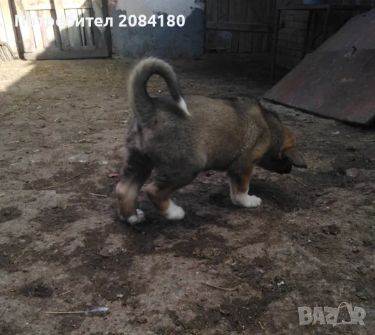Продавам малко кученце, снимка 4 - Кангал - 56554307