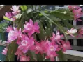 Комплект Бегония и Епифилиум, снимка 5