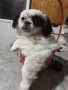 Японски хин момиченце, снимка 8