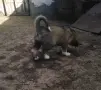 Продавам малко кученце, снимка 4